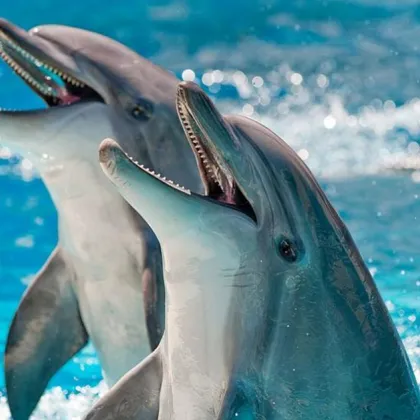 Мъртъв делфин от вида Муткур е открит и премахнат от