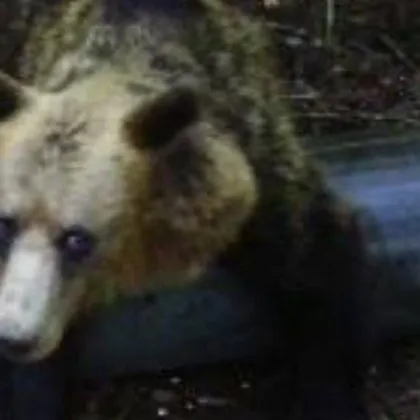 Две палави мечета нападнаха и опостушиха пчелини в местността Трифончето Мечетата