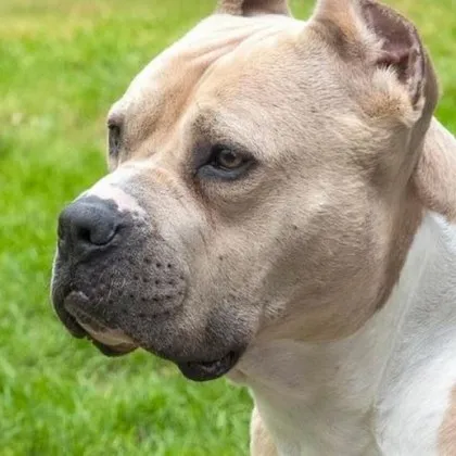 Дама твърди че домашното ѝ куче било нападнато от питбул