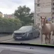 Коне обикалят из София, заобикалят между колите СНИМКИ