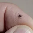 Нов случай на лаймска болест в Пловдивско