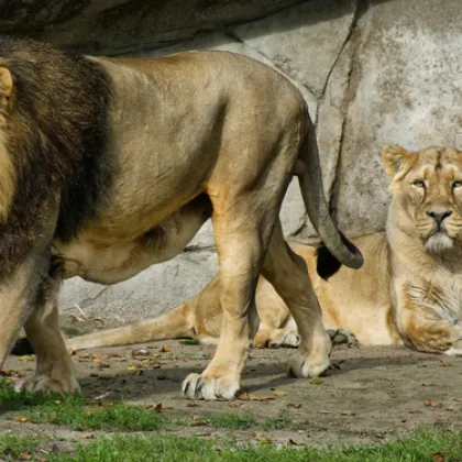 Зоологическа градина в Дания призовава гражданите да даряват малки домашни