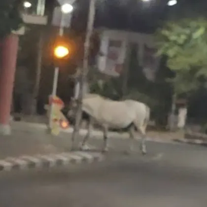 Необичайна гледка забавлява и притеснява жителите на Сопот през последните