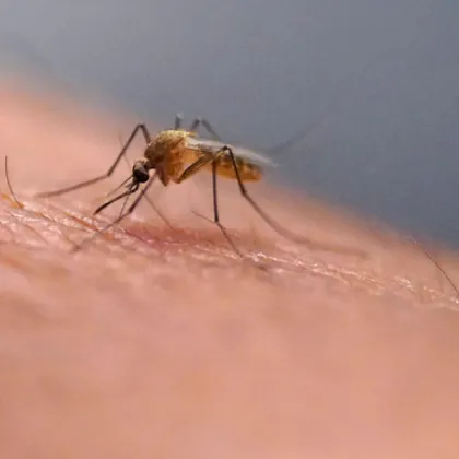 В китайската провинция Гуандун регистрираха над 7000 случая на вирус пренасян