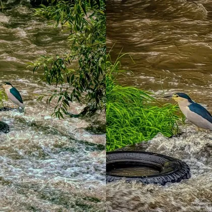 Хванаха на видео красив представител на нощните чапли птици
