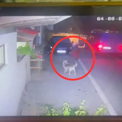 Уставовен е мъжът който уби улично куче в тетевенското село