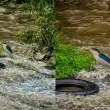 Уловиха на ВИДЕО красива нощна чапла