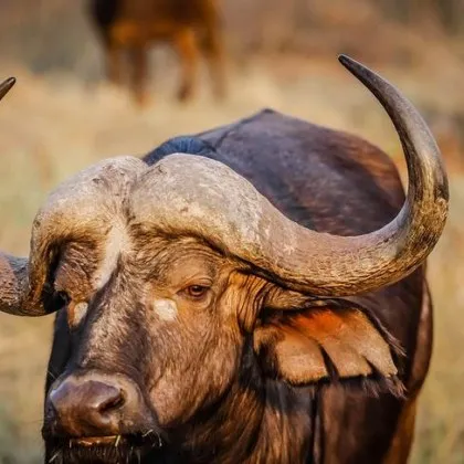 Трагичен инцидент по време на ловно сафари в Южна Африка