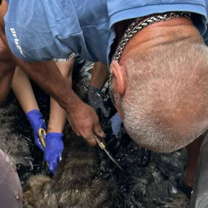 Две кучета бяха спасени от разлив на разтопен асфалт в