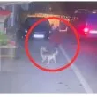 Дамашен арест за мъжа, убил куче с бухалка в Тетевен