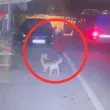 Какво наказание грози убиеца на куче в Тетевен