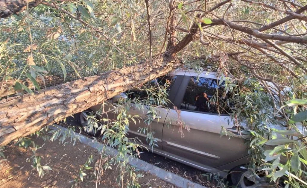 Голямо дърво се стовари върху кола в София СНИМКА