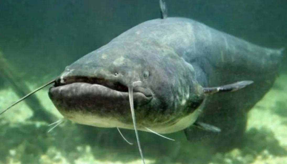 Градски абсурд: Увесиха огромна риба на лост пред блок в София СНИМКА