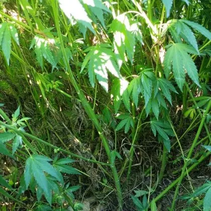 Трима души са били арестувани в София след мащабна международна