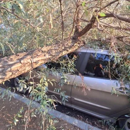 Голямо дърво се стовари върху лек автомобил в София Инцидентът