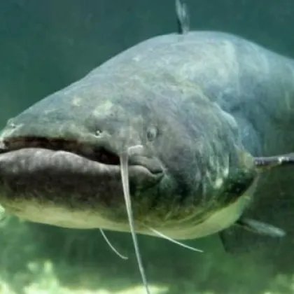 Жител на столичния квартал Надежда 4 се натъкна на гледка