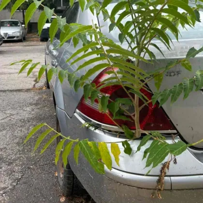 Когато темата е паркирането в София малко неща могат да