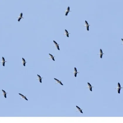 Щъркелите са най известните мигриращи птици в света България е едно