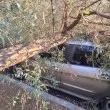 Голямо дърво се стовари върху кола в София СНИМКА