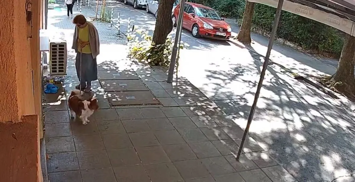 Грозно! Жена с породисто куче изрита купичките за бездомни животни  ВИДЕО
