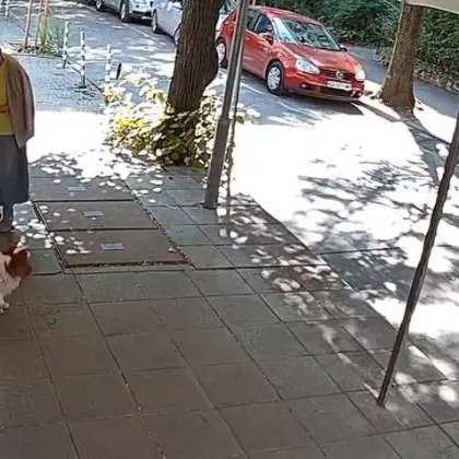 Съдинките за вода и храна оставени за безпризорните кучета в