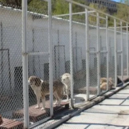 Испанската полиция съобщи че е намерила 32 кучета умрели от