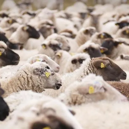 Огнище на заболяването син език при дребни преживни животни е