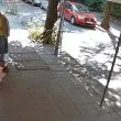 Грозно! Жена с породисто куче изрита купичките за бездомни животни  ВИДЕО