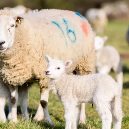 Към момента в Пловдивска област са констатирани 102 огнища на заболяването шарка