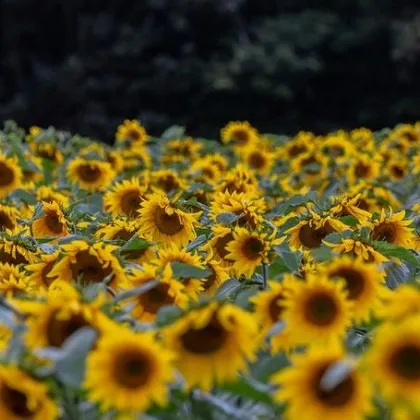 Нов ценови скок на олиото се задава през есента предупреждават