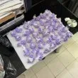 Спецакция в София! Откриха 2 кг смъртоносен наркотик, има 8 задържани СНИМКИ