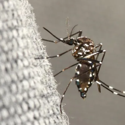 В Китай се засилва проблемът с вируса предизвикващ чикунгуня Сред