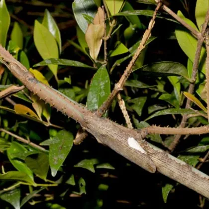 На хиляда метра височина във влажна покрита с облаци гора