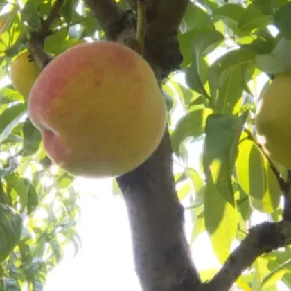 Тази година реколтата от праскови е рекордно ниска Цените за