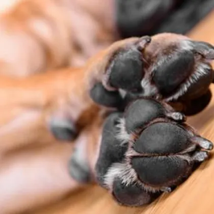 На кошмарна гледка е станал свидетел мъж на плаж в