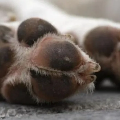 Пореден случай на зверство над гръбначно животно Куче е открито