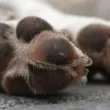 Жестокост! Деца използваха куче за впряг, то издъхна