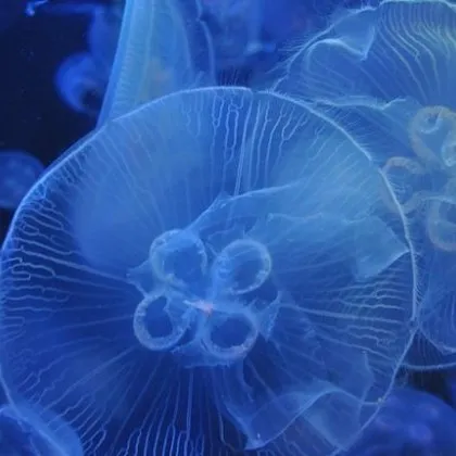 Ядрена електроцентрала в Северна Франция беше временно спряна тъй като