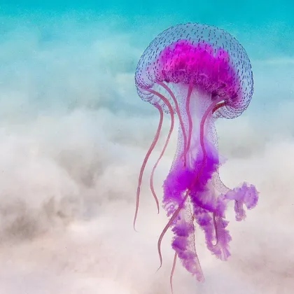 Лилавите медузи известни като Pelagia noctiluca се появиха отново в гръцките