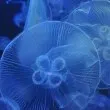 Медузи спряха работата на европейски АЕЦ