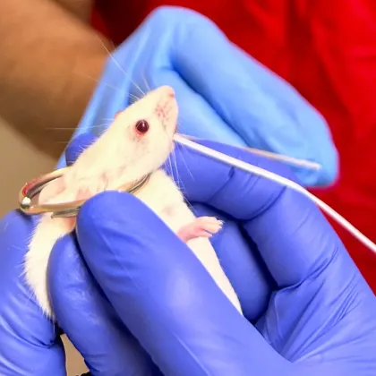 Биоинженерът Рохан Ингроле трябвало да почисти зъбите на мишка с