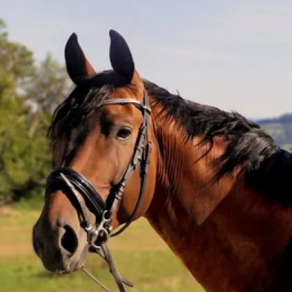 Млад мъж извършил кражба на кон е задържан от баташки