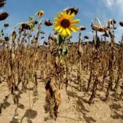 Температурни рекорди са счупени тъй като екстремни горещини обхванаха части