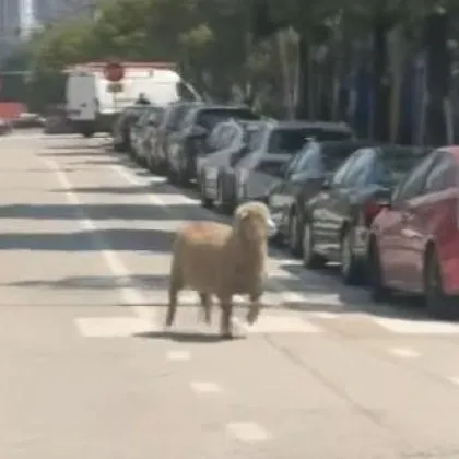Шофьори и пешеходци в Чикаго са се сблъскали с необичайна