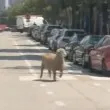 Овца избяга от кланица и се потича свободно по улиците на Чикаго ВИДЕО