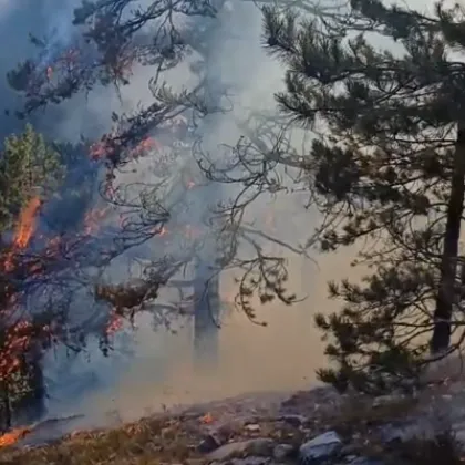 21 ви ден от битката с пожара в Пирин Засегнати са