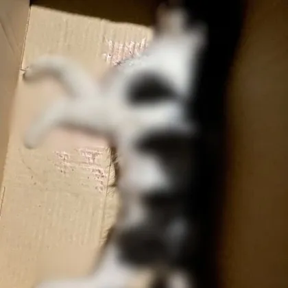 Демонична постъпка се е развила в началото на този месец