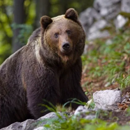 Граждани са забелязали мечка в района на парк Капинчо в