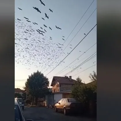 Зрелищно ВИДЕО показа отлитащите от България щъркели