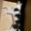 Демонично! Съсед остави труп на котка пред вратата на дома й СНИМКИ 18+